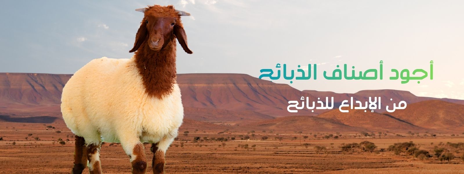 أجود أصناف الذبائح