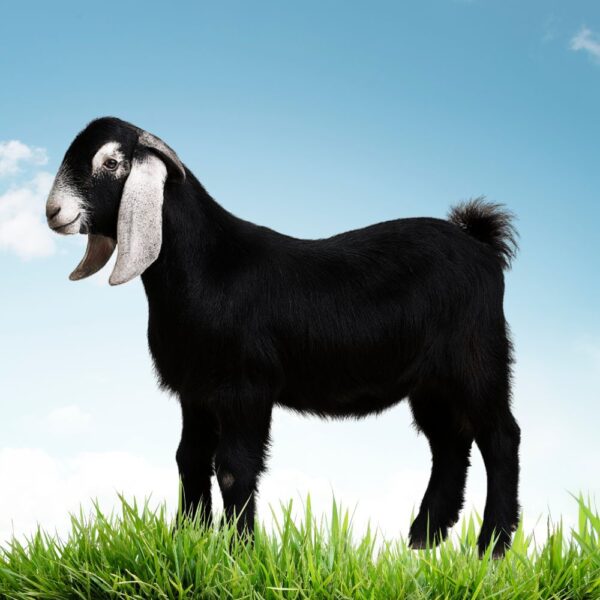 تيس مندي لباني