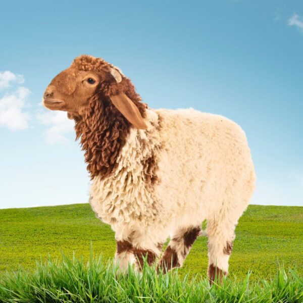 هرفي نعيمي لباني